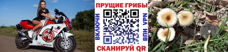 Псилоцибиновые грибы Psilocybine cubensis  Руза 